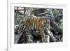 Bengal Tiger, Panthera Tigris Tigris, Bandhavgarh National Park, Madhya Pradesh, India-Kim Sullivan-Framed Photographic Print