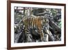 Bengal Tiger, Panthera Tigris Tigris, Bandhavgarh National Park, Madhya Pradesh, India-Kim Sullivan-Framed Photographic Print