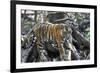 Bengal Tiger, Panthera Tigris Tigris, Bandhavgarh National Park, Madhya Pradesh, India-Kim Sullivan-Framed Photographic Print