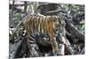 Bengal Tiger, Panthera Tigris Tigris, Bandhavgarh National Park, Madhya Pradesh, India-Kim Sullivan-Mounted Photographic Print