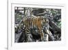 Bengal Tiger, Panthera Tigris Tigris, Bandhavgarh National Park, Madhya Pradesh, India-Kim Sullivan-Framed Photographic Print