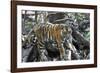 Bengal Tiger, Panthera Tigris Tigris, Bandhavgarh National Park, Madhya Pradesh, India-Kim Sullivan-Framed Photographic Print