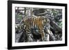 Bengal Tiger, Panthera Tigris Tigris, Bandhavgarh National Park, Madhya Pradesh, India-Kim Sullivan-Framed Photographic Print