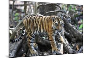 Bengal Tiger, Panthera Tigris Tigris, Bandhavgarh National Park, Madhya Pradesh, India-Kim Sullivan-Mounted Photographic Print