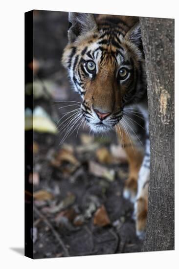 Bengal Tiger, Panthera Tigris Tigris, Bandhavgarh National Park, Madhya Pradesh, India-Kim Sullivan-Stretched Canvas