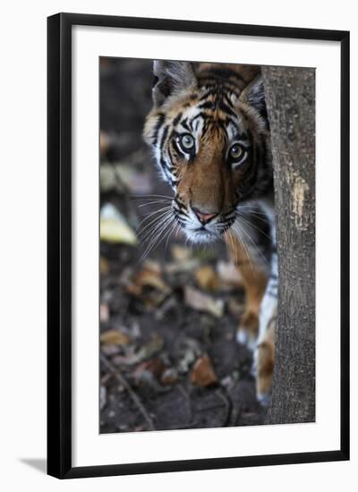 Bengal Tiger, Panthera Tigris Tigris, Bandhavgarh National Park, Madhya Pradesh, India-Kim Sullivan-Framed Photographic Print