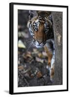 Bengal Tiger, Panthera Tigris Tigris, Bandhavgarh National Park, Madhya Pradesh, India-Kim Sullivan-Framed Photographic Print