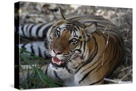 Bengal Tiger, Panthera Tigris Tigris, Bandhavgarh National Park, Madhya Pradesh, India-Kim Sullivan-Stretched Canvas