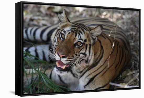 Bengal Tiger, Panthera Tigris Tigris, Bandhavgarh National Park, Madhya Pradesh, India-Kim Sullivan-Framed Stretched Canvas