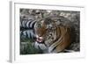 Bengal Tiger, Panthera Tigris Tigris, Bandhavgarh National Park, Madhya Pradesh, India-Kim Sullivan-Framed Photographic Print