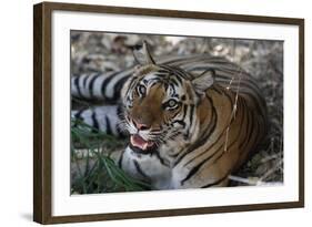 Bengal Tiger, Panthera Tigris Tigris, Bandhavgarh National Park, Madhya Pradesh, India-Kim Sullivan-Framed Photographic Print