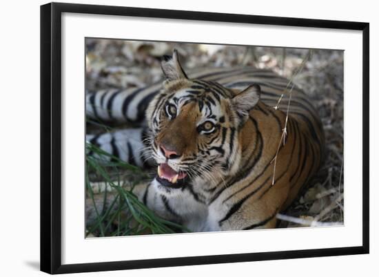 Bengal Tiger, Panthera Tigris Tigris, Bandhavgarh National Park, Madhya Pradesh, India-Kim Sullivan-Framed Photographic Print