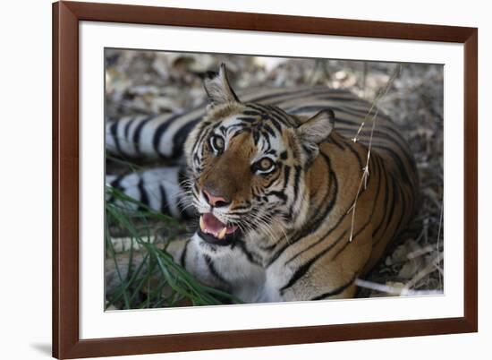 Bengal Tiger, Panthera Tigris Tigris, Bandhavgarh National Park, Madhya Pradesh, India-Kim Sullivan-Framed Photographic Print