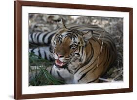 Bengal Tiger, Panthera Tigris Tigris, Bandhavgarh National Park, Madhya Pradesh, India-Kim Sullivan-Framed Photographic Print