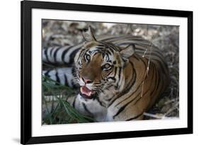 Bengal Tiger, Panthera Tigris Tigris, Bandhavgarh National Park, Madhya Pradesh, India-Kim Sullivan-Framed Photographic Print