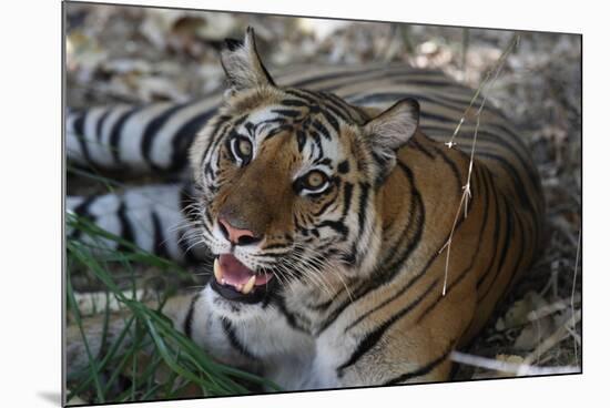 Bengal Tiger, Panthera Tigris Tigris, Bandhavgarh National Park, Madhya Pradesh, India-Kim Sullivan-Mounted Photographic Print