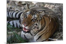 Bengal Tiger, Panthera Tigris Tigris, Bandhavgarh National Park, Madhya Pradesh, India-Kim Sullivan-Mounted Photographic Print