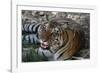 Bengal Tiger, Panthera Tigris Tigris, Bandhavgarh National Park, Madhya Pradesh, India-Kim Sullivan-Framed Photographic Print