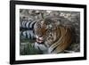 Bengal Tiger, Panthera Tigris Tigris, Bandhavgarh National Park, Madhya Pradesh, India-Kim Sullivan-Framed Photographic Print