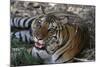 Bengal Tiger, Panthera Tigris Tigris, Bandhavgarh National Park, Madhya Pradesh, India-Kim Sullivan-Mounted Photographic Print