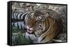 Bengal Tiger, Panthera Tigris Tigris, Bandhavgarh National Park, Madhya Pradesh, India-Kim Sullivan-Framed Stretched Canvas