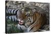 Bengal Tiger, Panthera Tigris Tigris, Bandhavgarh National Park, Madhya Pradesh, India-Kim Sullivan-Stretched Canvas