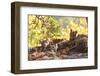 Bengal Tiger, Panthera Tigris Tigris, Bandhavgarh National Park, Madhya Pradesh, India-Kim Sullivan-Framed Photographic Print