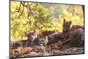 Bengal Tiger, Panthera Tigris Tigris, Bandhavgarh National Park, Madhya Pradesh, India-Kim Sullivan-Mounted Photographic Print