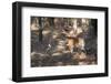 Bengal Tiger, Panthera Tigris Tigris, Bandhavgarh National Park, Madhya Pradesh, India-Kim Sullivan-Framed Photographic Print