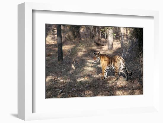 Bengal Tiger, Panthera Tigris Tigris, Bandhavgarh National Park, Madhya Pradesh, India-Kim Sullivan-Framed Photographic Print
