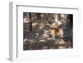 Bengal Tiger, Panthera Tigris Tigris, Bandhavgarh National Park, Madhya Pradesh, India-Kim Sullivan-Framed Photographic Print