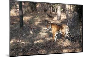 Bengal Tiger, Panthera Tigris Tigris, Bandhavgarh National Park, Madhya Pradesh, India-Kim Sullivan-Mounted Photographic Print