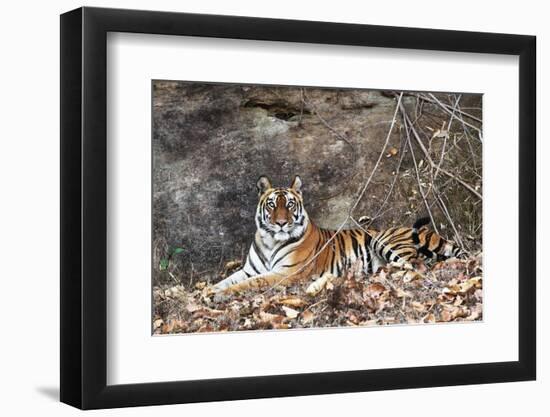 Bengal Tiger, Panthera Tigris Tigris, Bandhavgarh National Park, Madhya Pradesh, India-Kim Sullivan-Framed Photographic Print