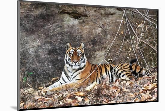 Bengal Tiger, Panthera Tigris Tigris, Bandhavgarh National Park, Madhya Pradesh, India-Kim Sullivan-Mounted Photographic Print