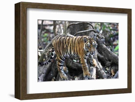 Bengal Tiger, Panthera Tigris Tigris, Bandhavgarh National Park, Madhya Pradesh, India-Kim Sullivan-Framed Photographic Print