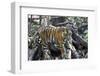 Bengal Tiger, Panthera Tigris Tigris, Bandhavgarh National Park, Madhya Pradesh, India-Kim Sullivan-Framed Photographic Print