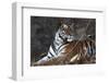 Bengal Tiger, Panthera Tigris Tigris, Bandhavgarh National Park, Madhya Pradesh, India-Kim Sullivan-Framed Photographic Print