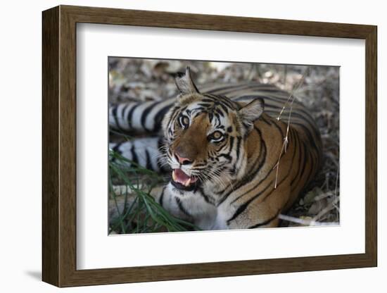 Bengal Tiger, Panthera Tigris Tigris, Bandhavgarh National Park, Madhya Pradesh, India-Kim Sullivan-Framed Photographic Print