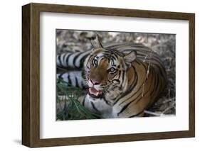 Bengal Tiger, Panthera Tigris Tigris, Bandhavgarh National Park, Madhya Pradesh, India-Kim Sullivan-Framed Photographic Print