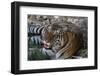 Bengal Tiger, Panthera Tigris Tigris, Bandhavgarh National Park, Madhya Pradesh, India-Kim Sullivan-Framed Photographic Print