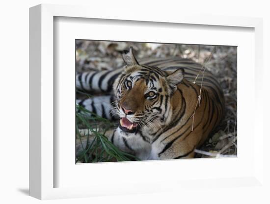 Bengal Tiger, Panthera Tigris Tigris, Bandhavgarh National Park, Madhya Pradesh, India-Kim Sullivan-Framed Photographic Print