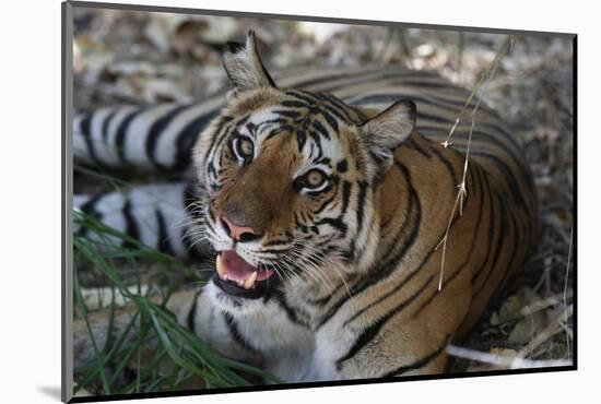 Bengal Tiger, Panthera Tigris Tigris, Bandhavgarh National Park, Madhya Pradesh, India-Kim Sullivan-Mounted Photographic Print