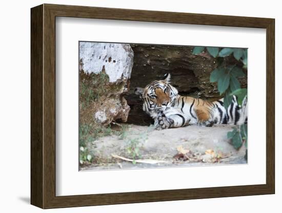 Bengal Tiger, Panthera Tigris Tigris, Bandhavgarh National Park, Madhya Pradesh, India-Kim Sullivan-Framed Photographic Print