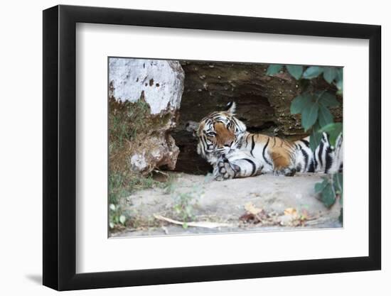 Bengal Tiger, Panthera Tigris Tigris, Bandhavgarh National Park, Madhya Pradesh, India-Kim Sullivan-Framed Photographic Print