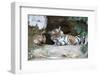 Bengal Tiger, Panthera Tigris Tigris, Bandhavgarh National Park, Madhya Pradesh, India-Kim Sullivan-Framed Photographic Print