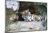 Bengal Tiger, Panthera Tigris Tigris, Bandhavgarh National Park, Madhya Pradesh, India-Kim Sullivan-Mounted Photographic Print