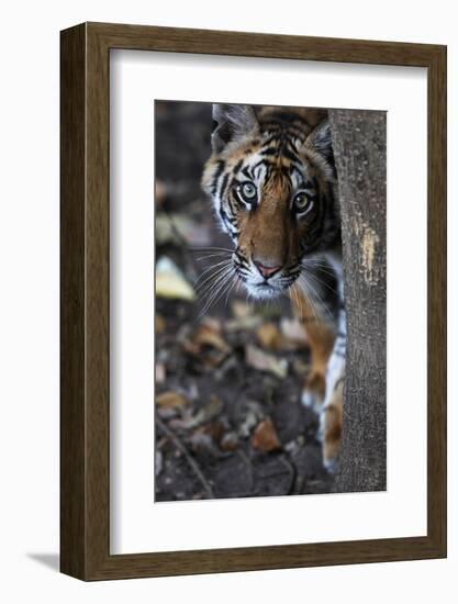 Bengal Tiger, Panthera Tigris Tigris, Bandhavgarh National Park, Madhya Pradesh, India-Kim Sullivan-Framed Photographic Print