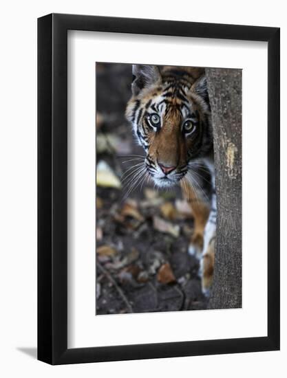 Bengal Tiger, Panthera Tigris Tigris, Bandhavgarh National Park, Madhya Pradesh, India-Kim Sullivan-Framed Photographic Print