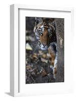 Bengal Tiger, Panthera Tigris Tigris, Bandhavgarh National Park, Madhya Pradesh, India-Kim Sullivan-Framed Photographic Print