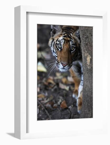 Bengal Tiger, Panthera Tigris Tigris, Bandhavgarh National Park, Madhya Pradesh, India-Kim Sullivan-Framed Photographic Print